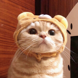 可爱猫咪情头