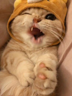 可爱猫咪情头