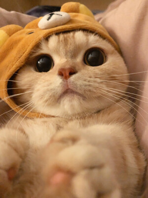 可爱猫咪情头
