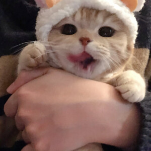 可爱猫咪情头