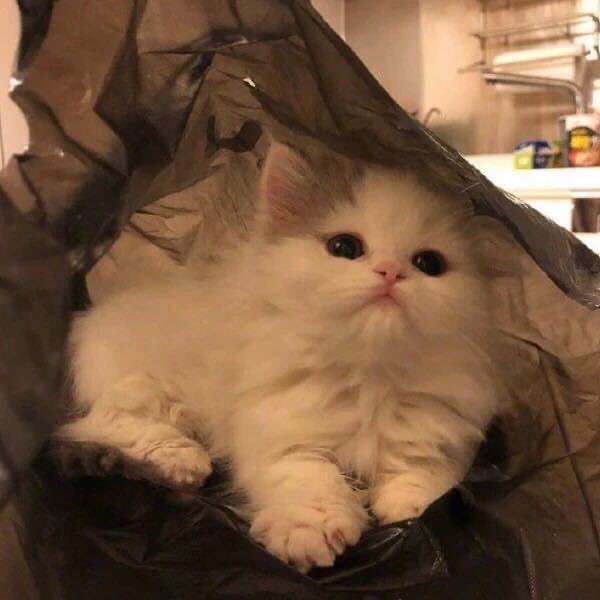小可爱