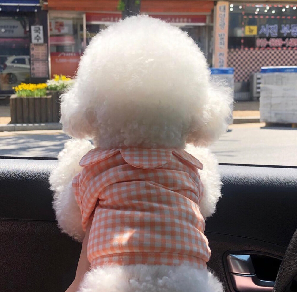 小可爱
