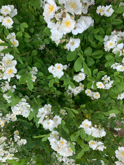 花开半夏