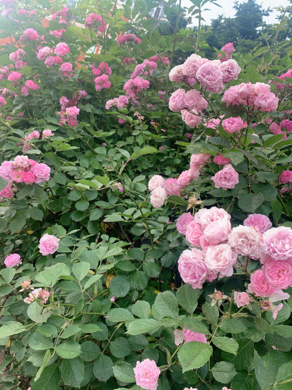 花开半夏