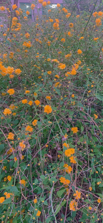 花开半夏