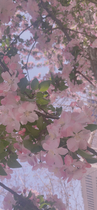 花开半夏