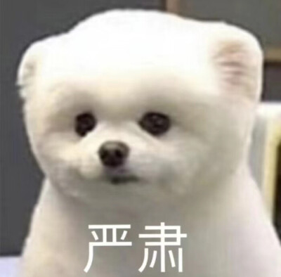 沙雕可爱表情包/一杯月白/谢绝二传
