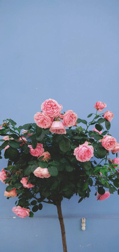 玫瑰诗篇，关于玫瑰花。