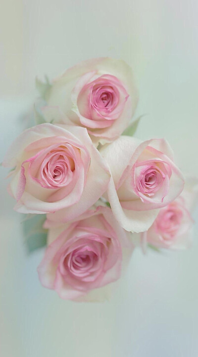 玫瑰诗篇，关于玫瑰花。