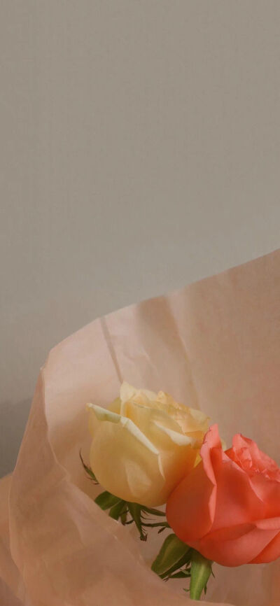 玫瑰诗篇，关于玫瑰花。