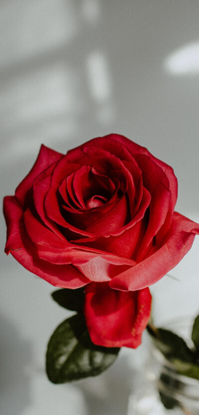 玫瑰诗篇，关于玫瑰花。