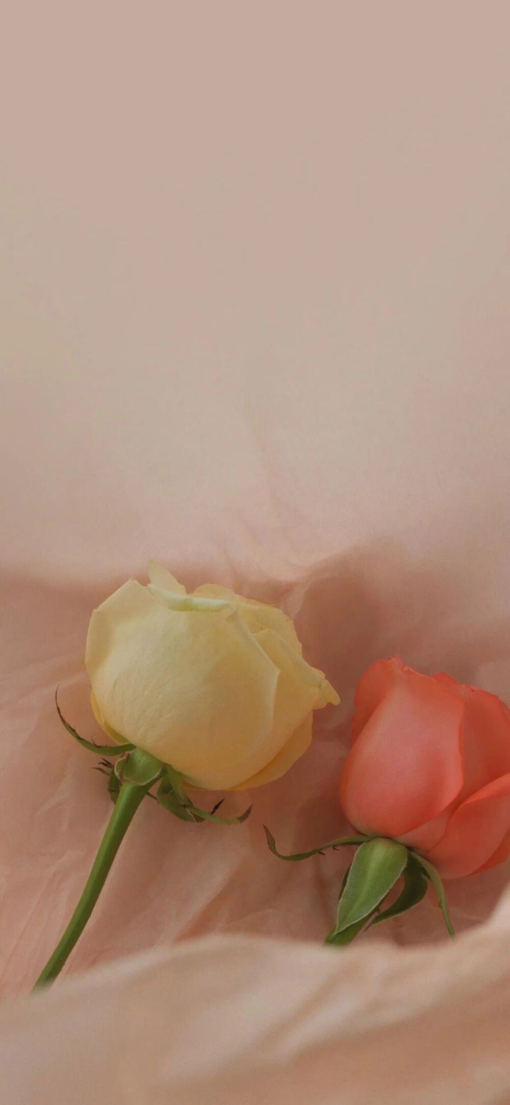 玫瑰诗篇，关于玫瑰花。