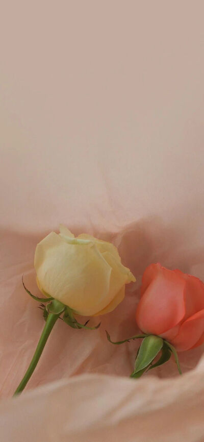 玫瑰诗篇，关于玫瑰花。