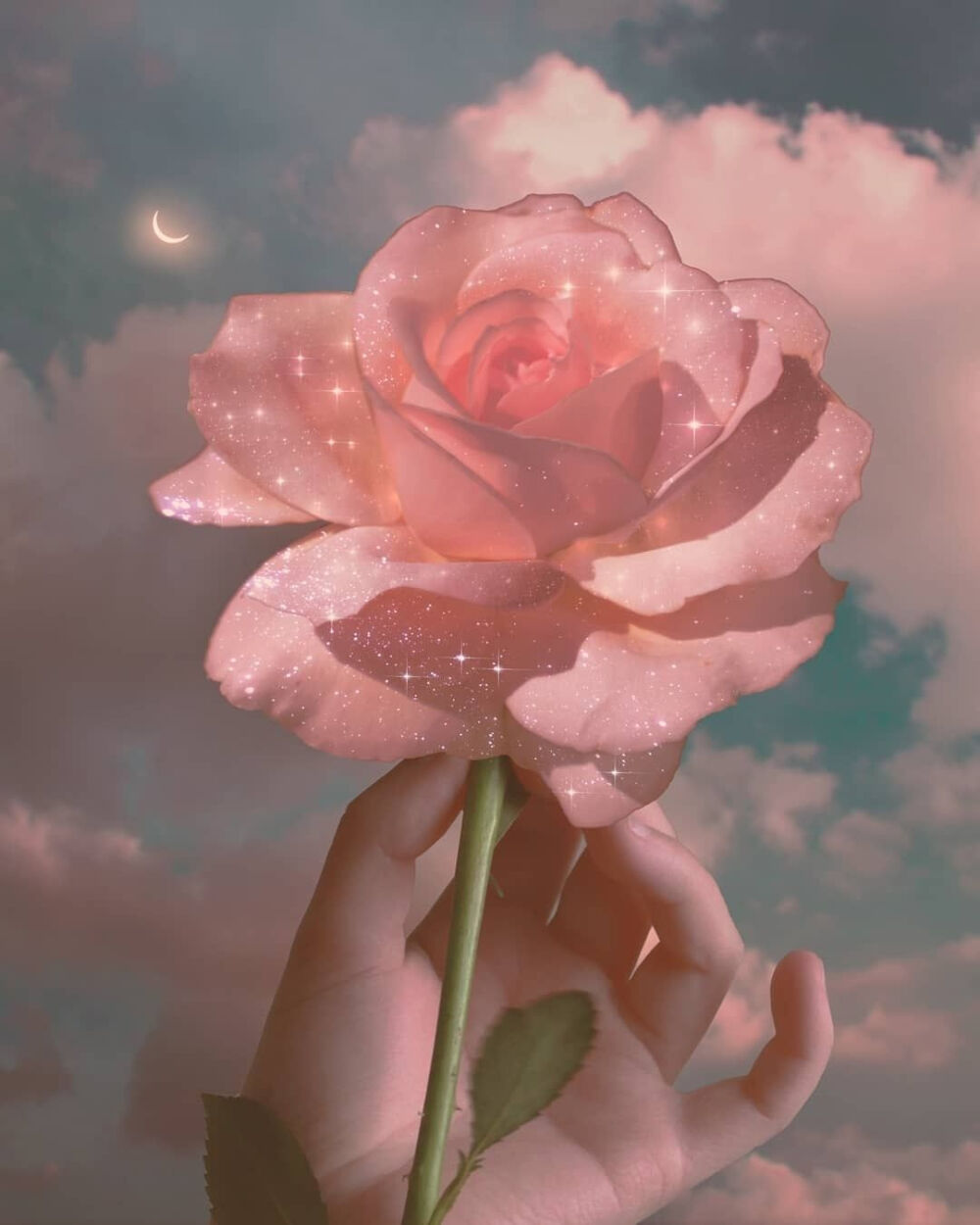 玫瑰诗篇，关于玫瑰花。