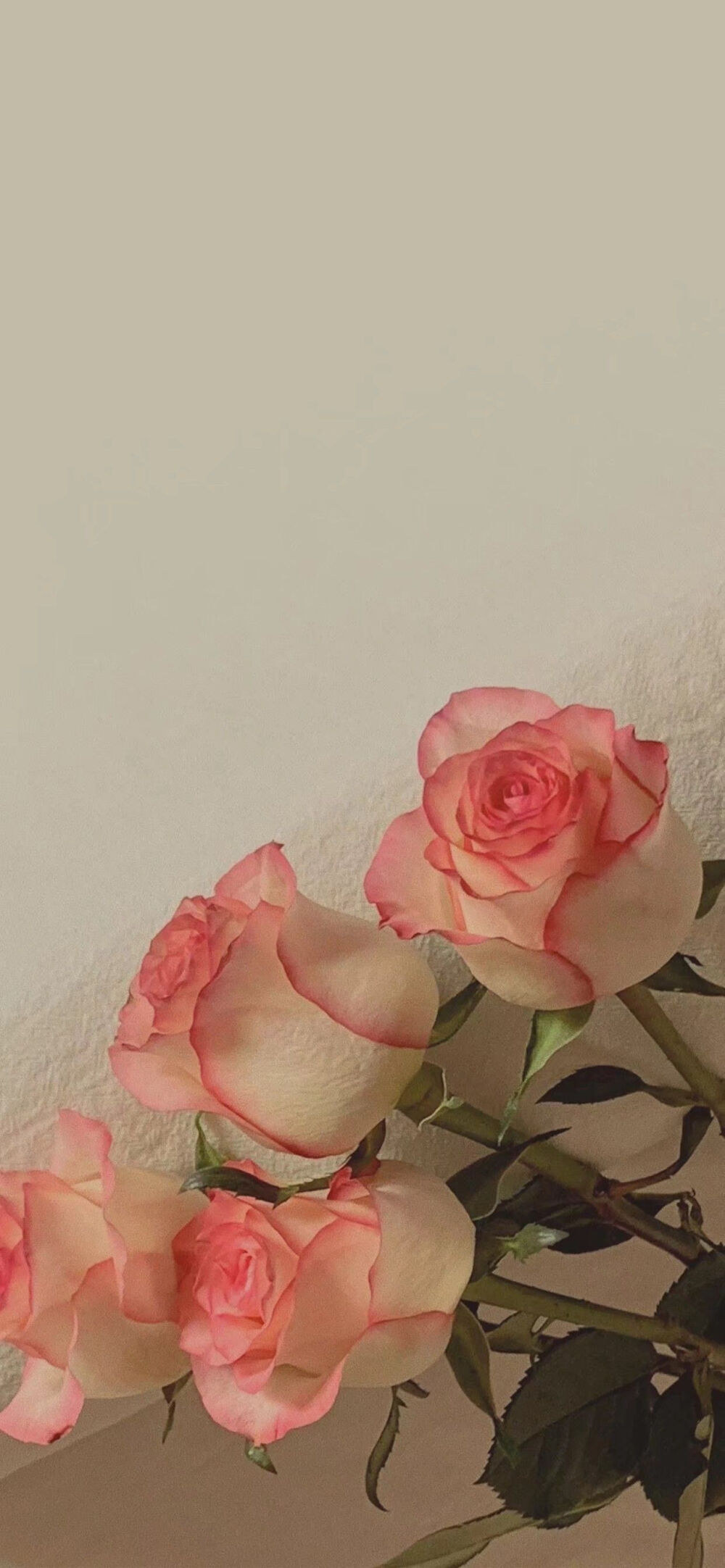 玫瑰诗篇，关于玫瑰花。