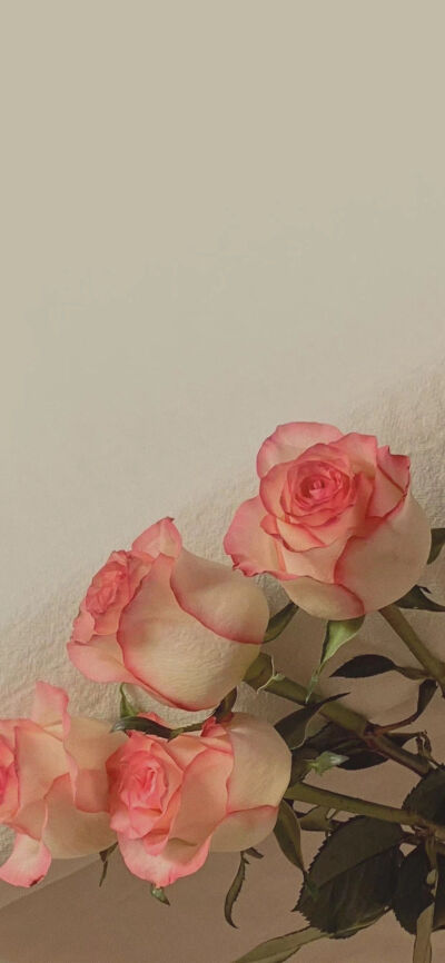 玫瑰诗篇，关于玫瑰花。