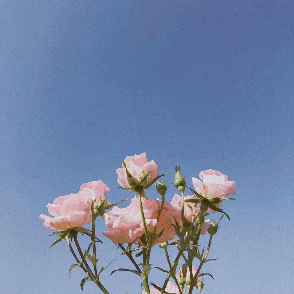 玫瑰花，关于爱情❤️