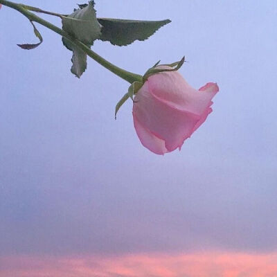 玫瑰花，关于爱情❤️