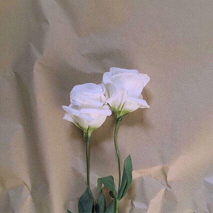 玫瑰花，关于爱情❤️