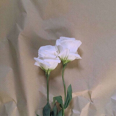 玫瑰花，关于爱情❤️