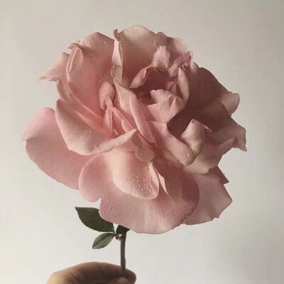 玫瑰花，关于爱情❤️