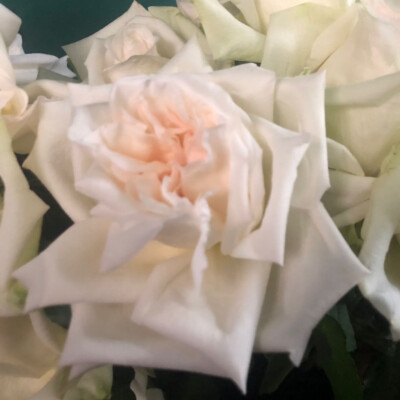 玫瑰花，关于爱情❤️