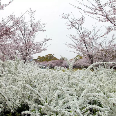 喷雪花