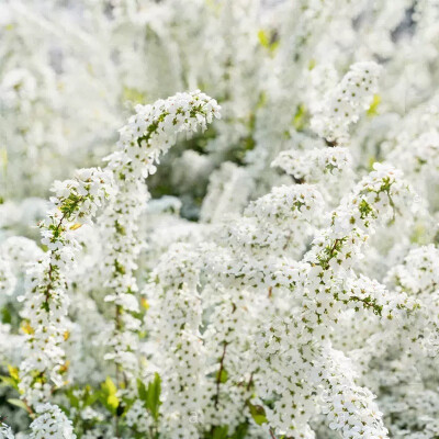 喷雪花