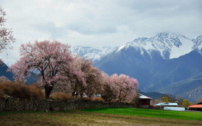 桃花