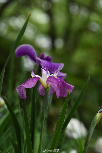 鸢尾花