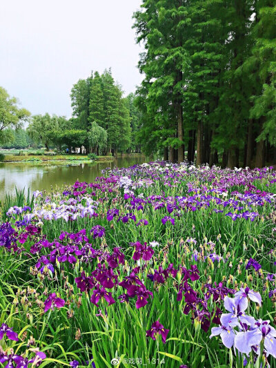 鸢尾花