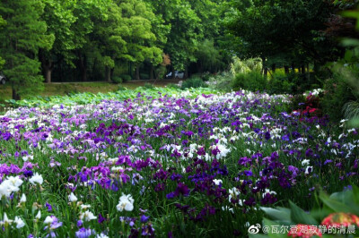 鸢尾花