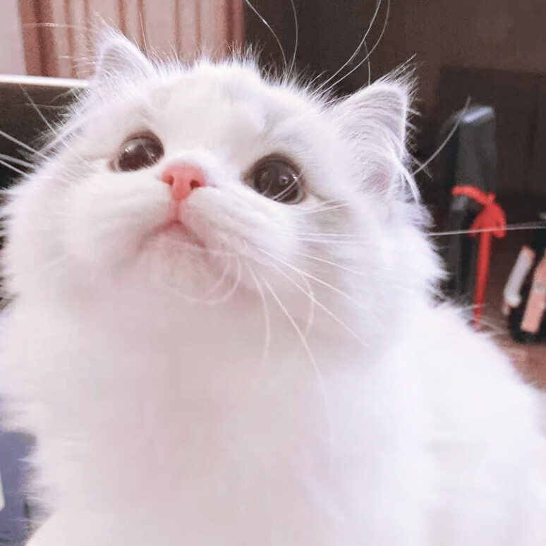 布偶猫可爱头像猫猫头像7评论45更多所有评论你也来说些什么吧
