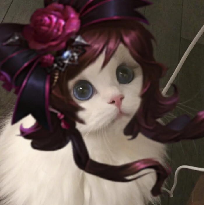猫咪接头五黑头像
