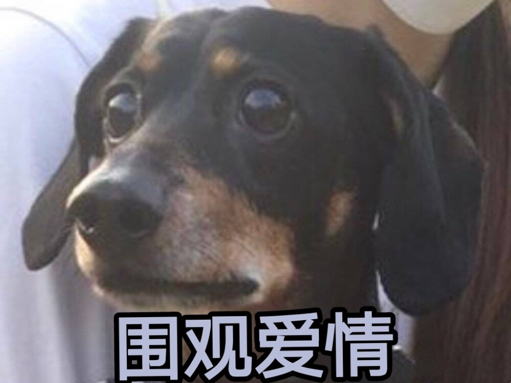 狗狗
表情包
围观爱情