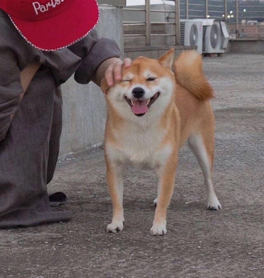 柴犬