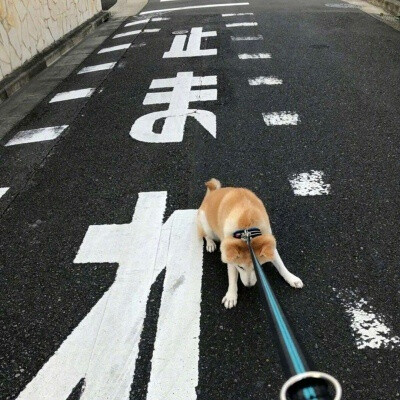 柴犬