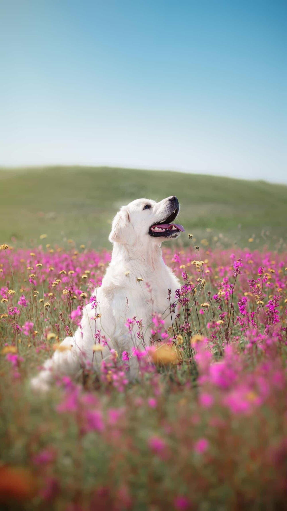 风景 女星 静物 萌宠 壁纸