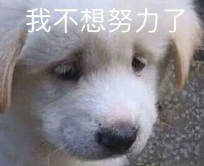 沙雕可爱表情包/一杯月白/谢绝二传