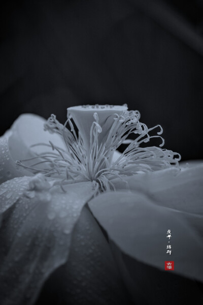 摄影2011大漠孤夜