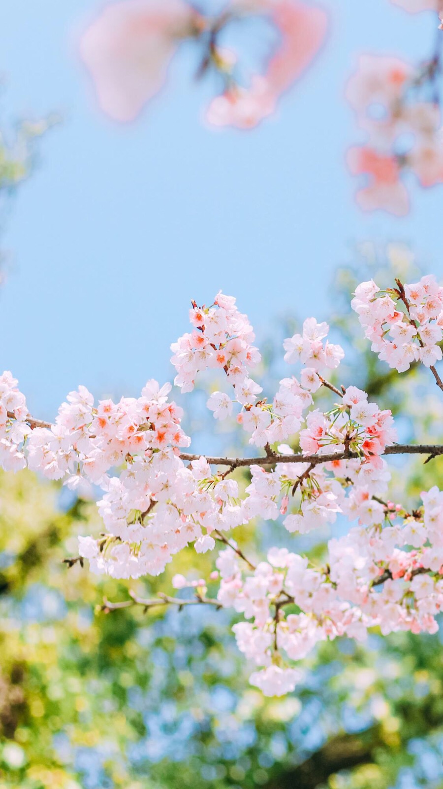 花再美也会谢的。