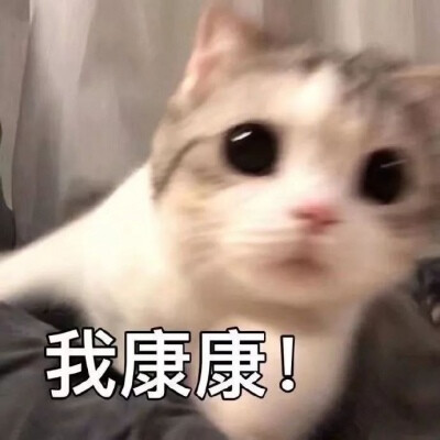 猫咪表情包 我康康 想看到模糊