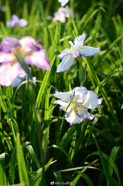 鸢尾花