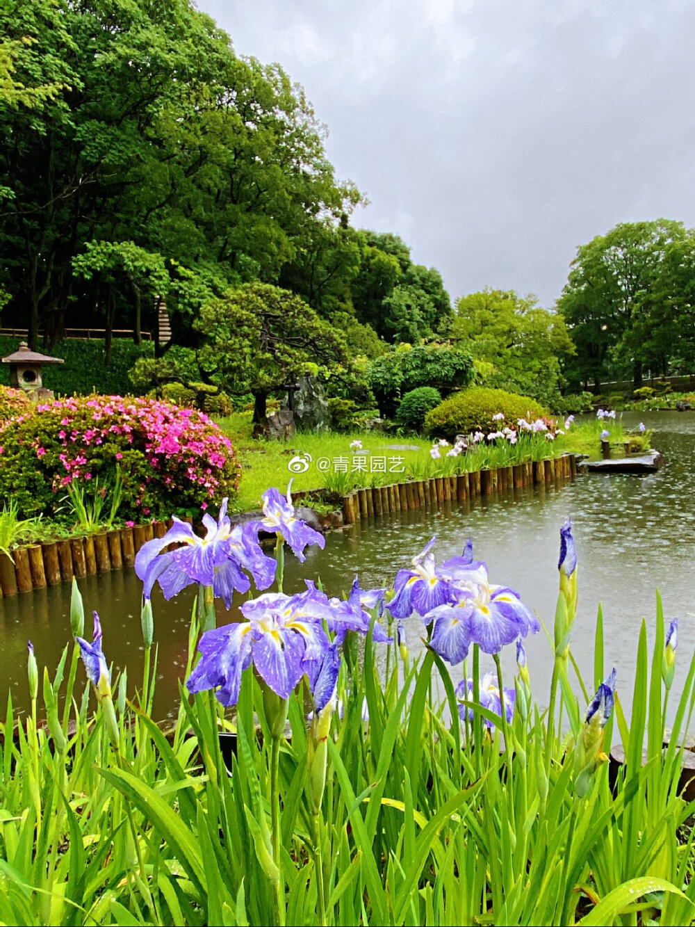 鸢尾花