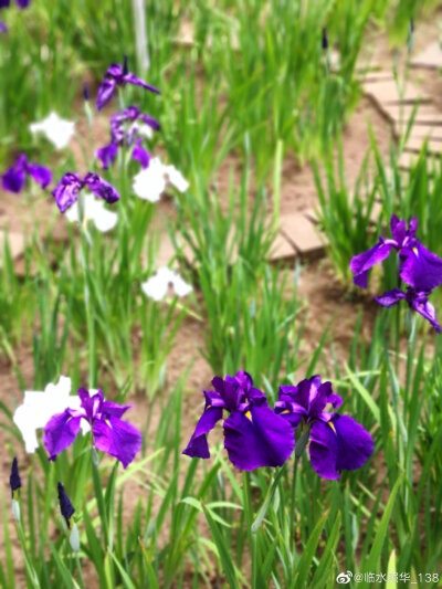 鸢尾花