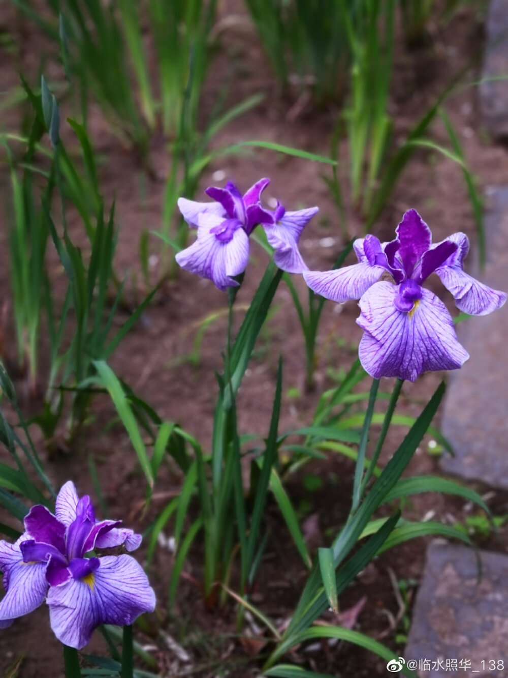 鸢尾花