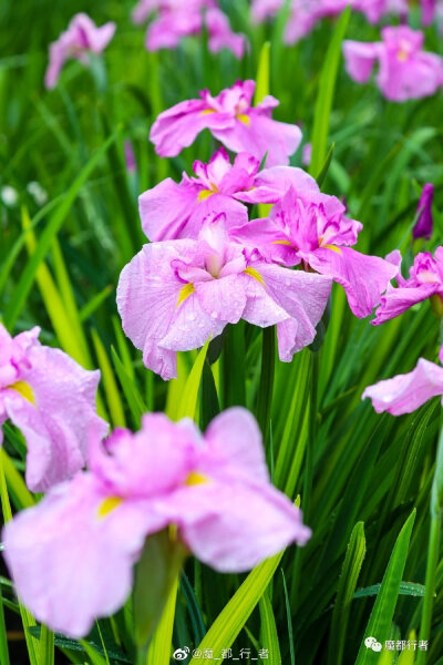 鸢尾花