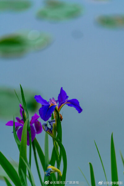 鸢尾花