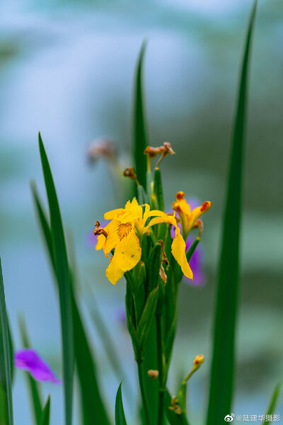 鸢尾花