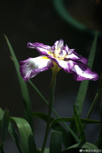 鸢尾花